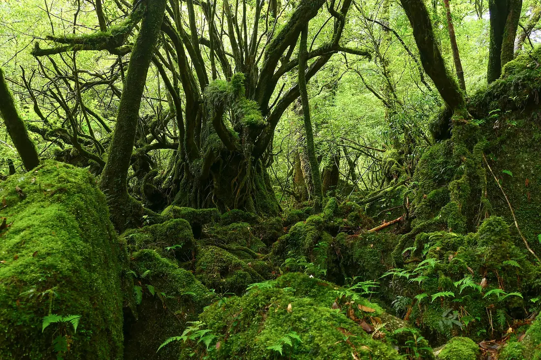 Moss-covered forest floor in the Shiratani Unsuikyo ravine on Yakushima, Japan